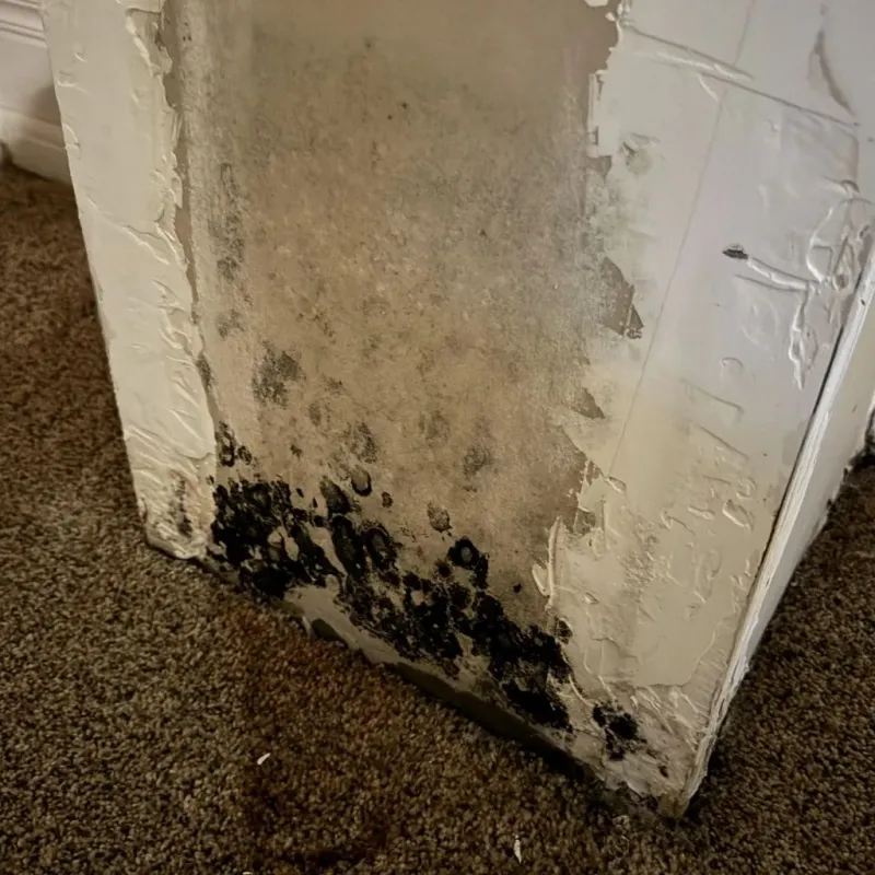 Professional Mold Removal in California, MD
